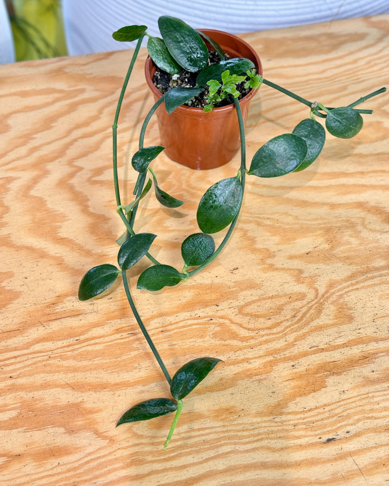 Ceropegia sandersonii (Parachute plant)