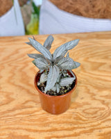 Pilea involucrata ‘Silver’