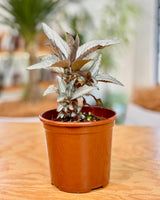 Pilea involucrata ‘Silver’