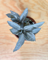 Pilea involucrata ‘Silver’