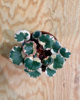Saxifraga stolonifera variegata (Strawberry Begonia) - Plant Daddy
