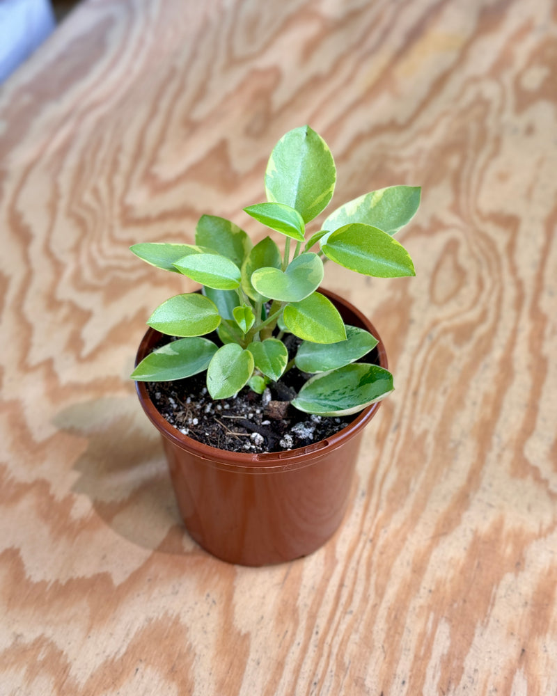 Peperomia orba 'Pixie' variegata