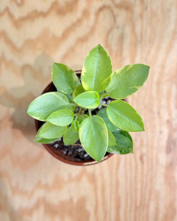 Peperomia orba 'Pixie' variegata