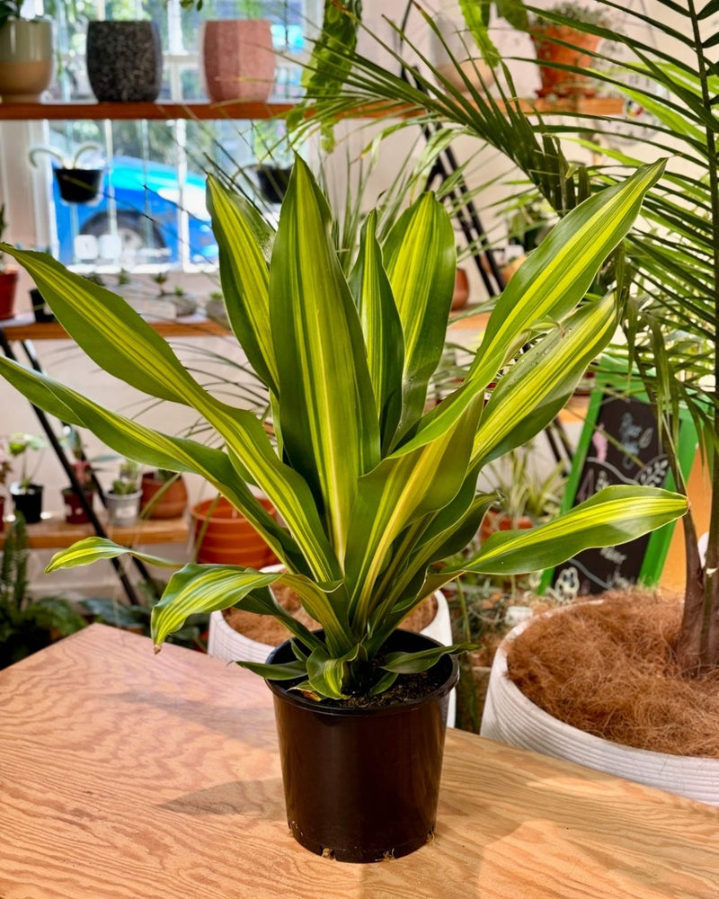 dracaena golden heart plant Dracaena fragrans 'Golden Heart'