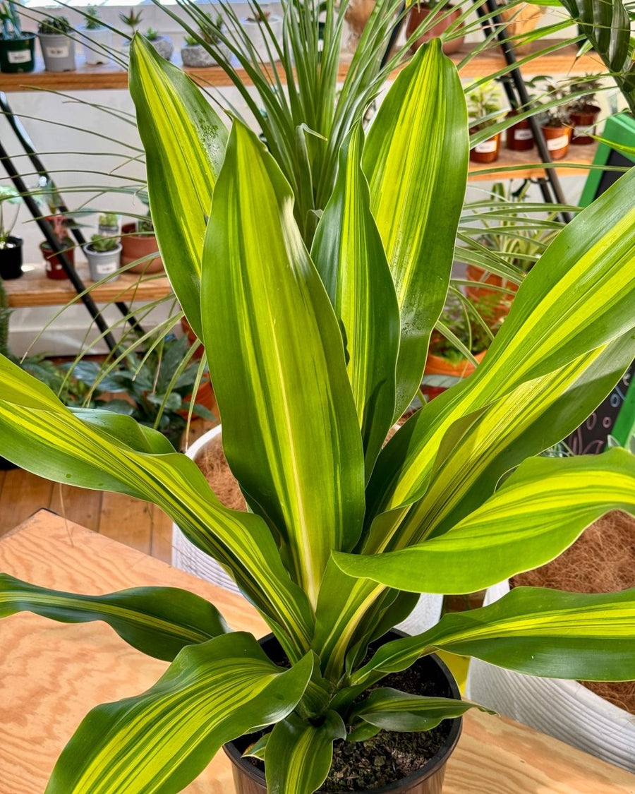 dracaena golden heart yellow leaves Dracaena fragrans 'Golden Heart'
