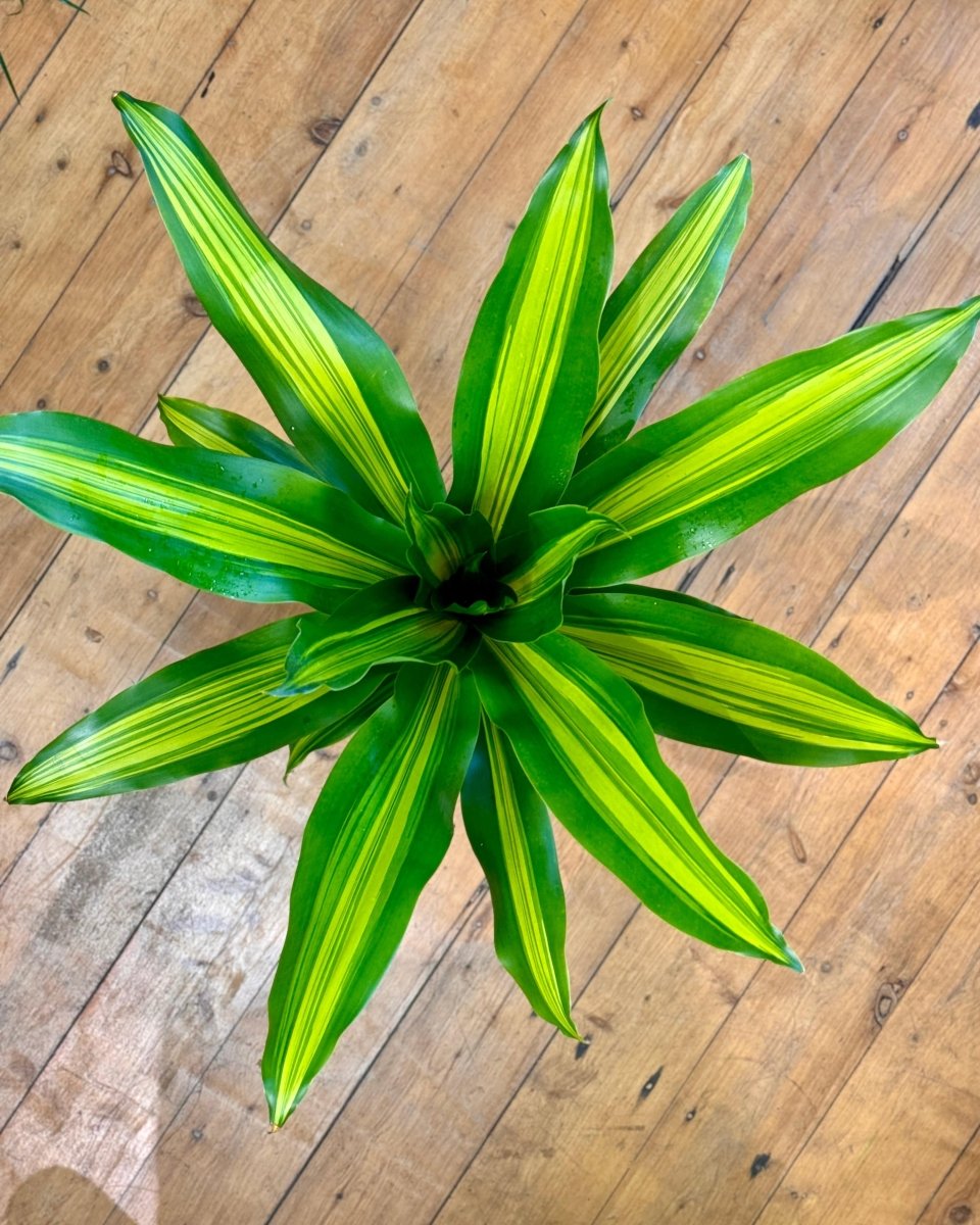 dracaena golden heart yellow leaves Dracaena fragrans 'Golden Heart'