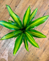 Dracaena fragrans ‘Golden Heart’ - Plant Daddy