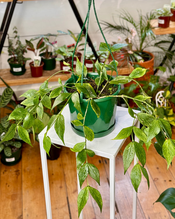 Hoya polyneura (Fish Tail)