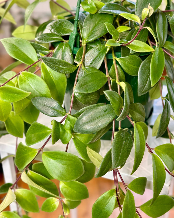 Aeschynanthus lobbianus - Plant Daddy