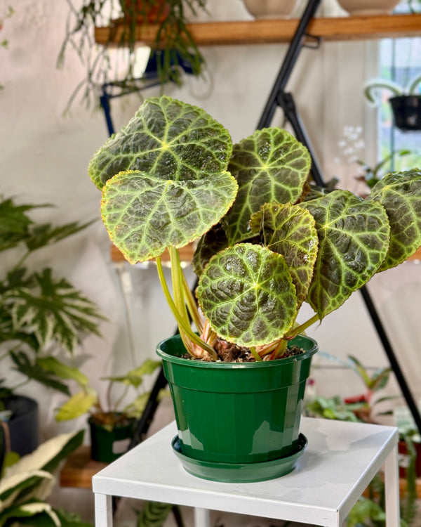 Begonia goegoensis