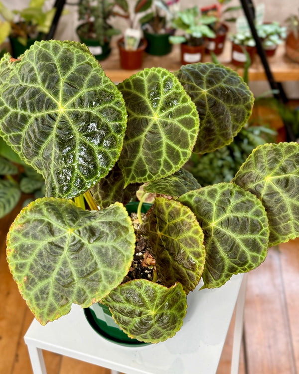 Begonia goegoensis