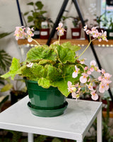 Begonia fuscomaculata