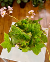 Begonia fuscomaculata