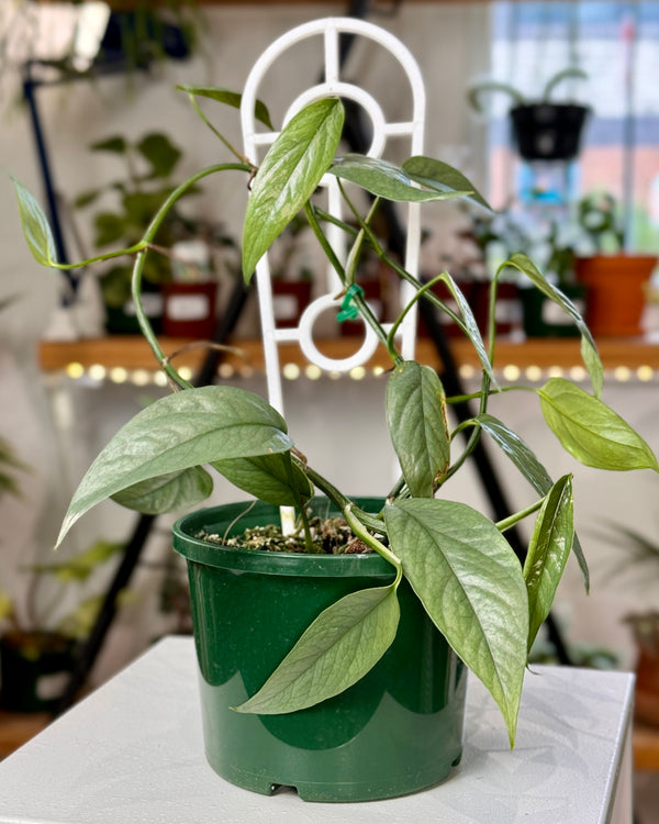 Epipremnum pinnatum ‘Cebu Blue’