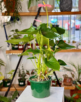 Anthurium andraeanum 'Flamingo flower' - Plant Daddy