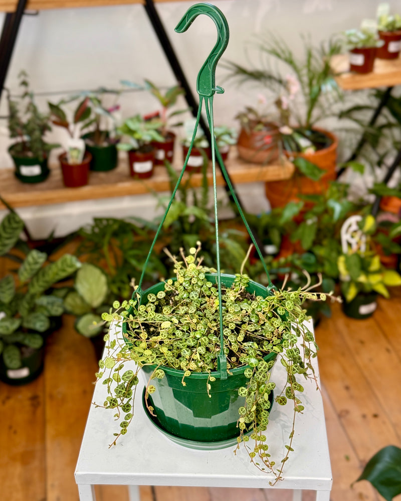 Peperomia prostrata (String of Turtles)