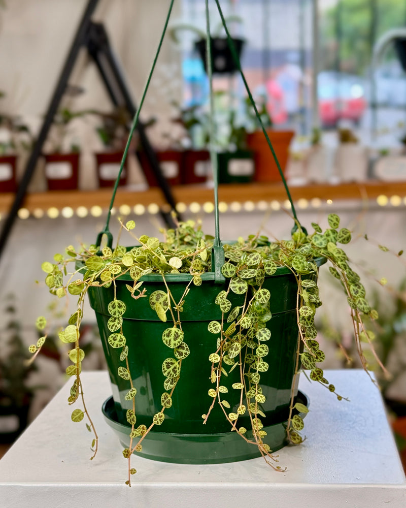 Peperomia prostrata (String of Turtles)