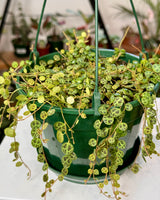 Peperomia prostrata (String of Turtles)