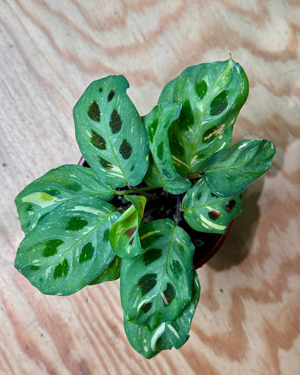 Maranta leuconeura ‘Variegata’