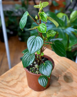 Peperomia meridiana - Plant Daddy