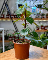 Peperomia meridiana - Plant Daddy