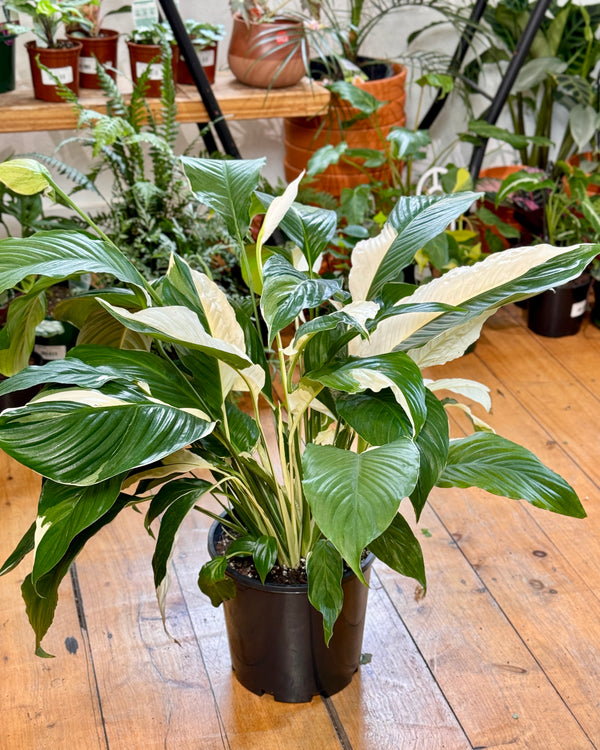 Spathiphyllum ‘Picasso’