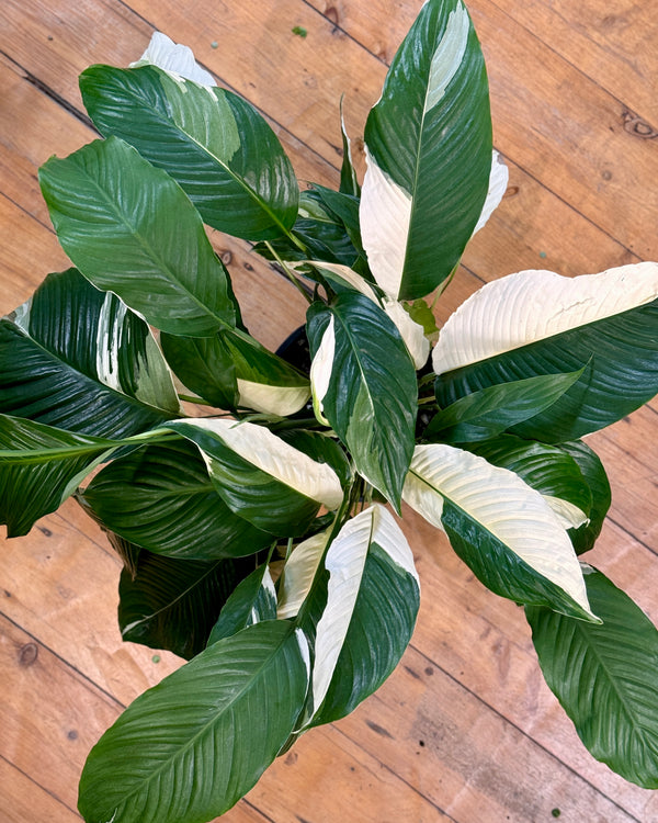 Spathiphyllum ‘Picasso’