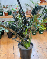 Zamioculcas zamiifolia ‘Dark’ (ZZ Plant)