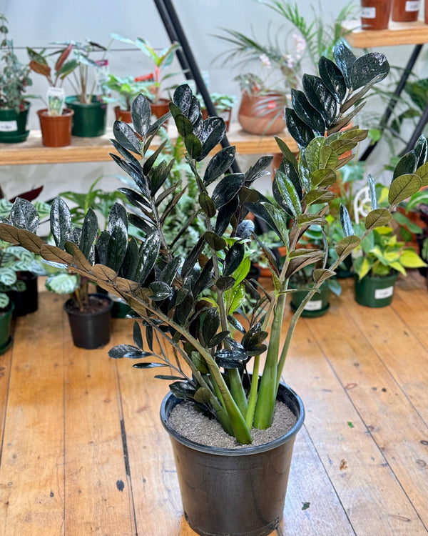 Zamioculcas zamiifolia ‘Raven’ (ZZ Plant)