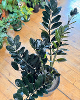 Zamioculcas zamiifolia ‘Dark’ (ZZ Plant)