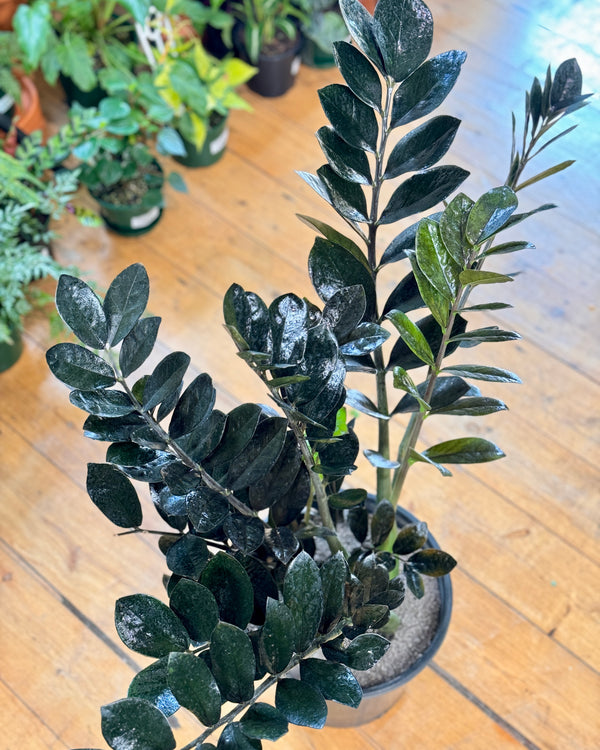 Zamioculcas zamiifolia ‘Raven’ (ZZ Plant)