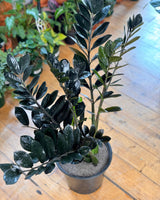 Zamioculcas zamiifolia ‘Dark’ (ZZ Plant)