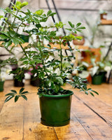 Schefflera arboricola (Dwarf Umbrella Tree) - Plant Daddy