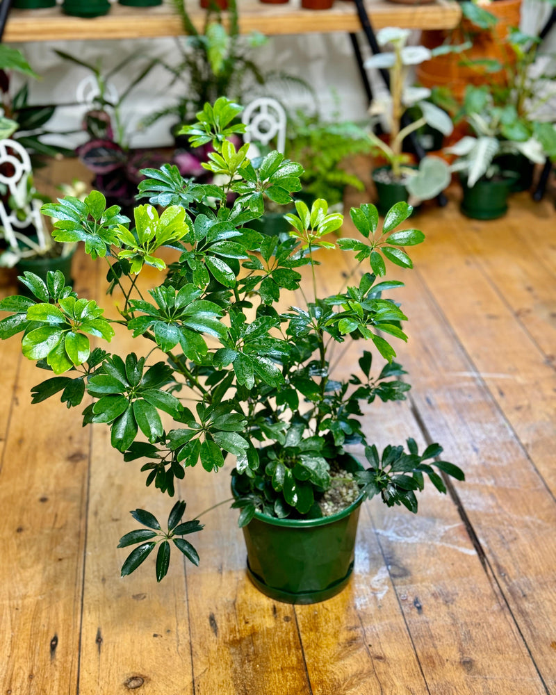 Schefflera arboricola (Dwarf Umbrella Tree) - Plant Daddy