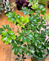 Schefflera arboricola (Dwarf Umbrella Tree) - Plant Daddy