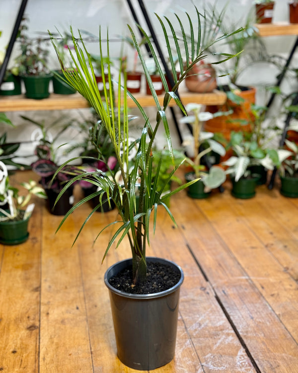 Neodypsis decaryi (Triangle palm)