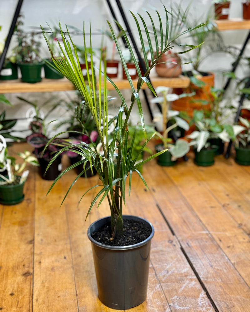 Neodypsis decaryi (Triangle palm)