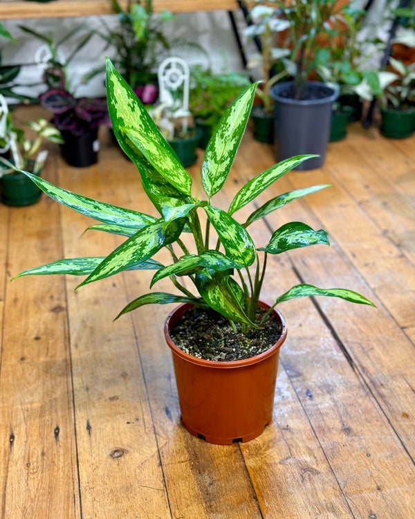 Aglaonema ‘Maria’