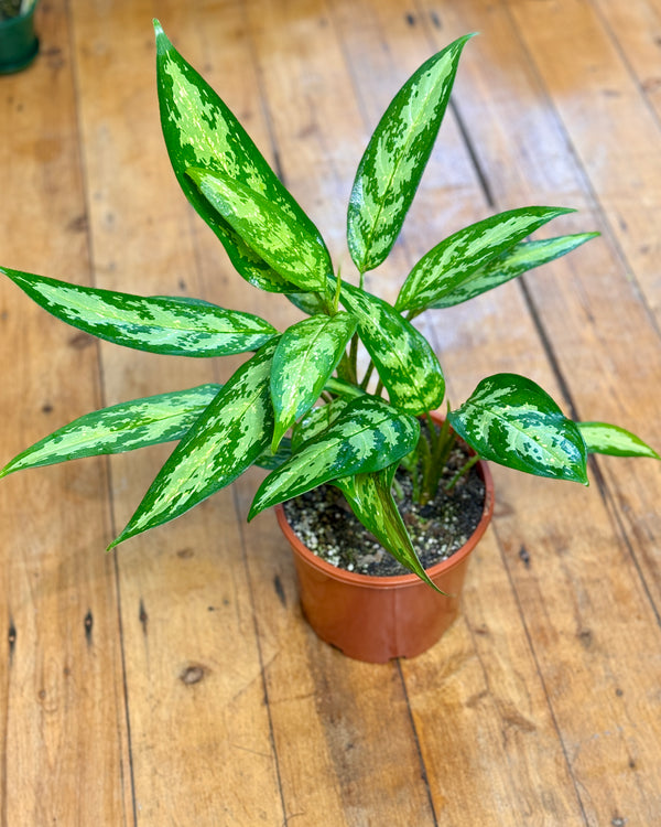 Aglaonema ‘Maria’