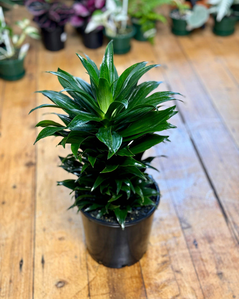 Dracaena fragrans 'Janet Craig Compacta’