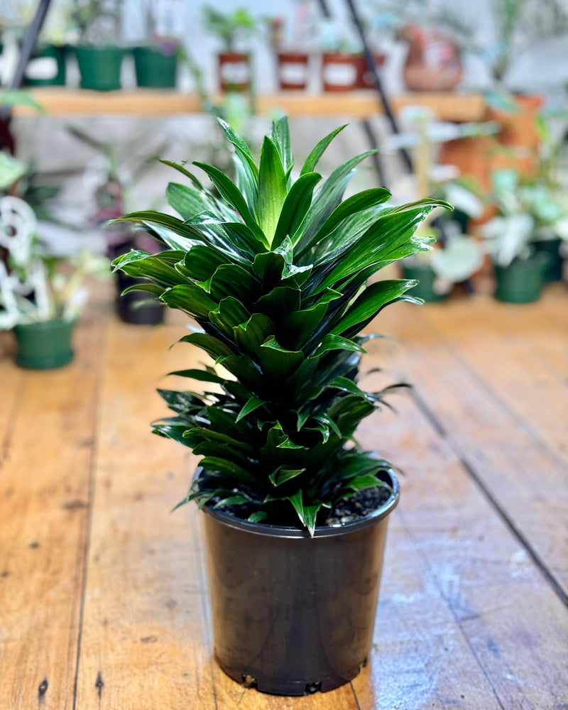 Dracaena fragrans 'Janet Craig Compacta’