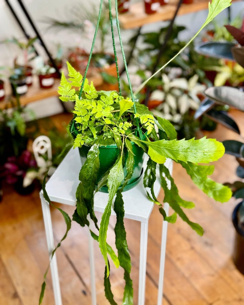 Lepismium houlletianum (Snowdrop Cactus) - Plant Daddy