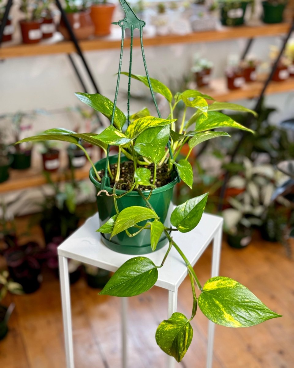 indoor devil's ivy golden pothos tall Epipremnum aureum (Devils Ivy/Golden Pothos)