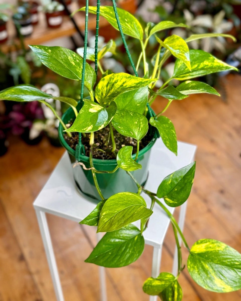 golden devil's ivy pothos Epipremnum aureum (Devils Ivy/Golden Pothos)