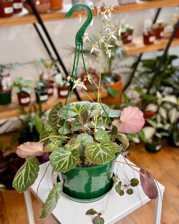 Saxifraga stolonifera (Strawberry Begonia) - Plant Daddy