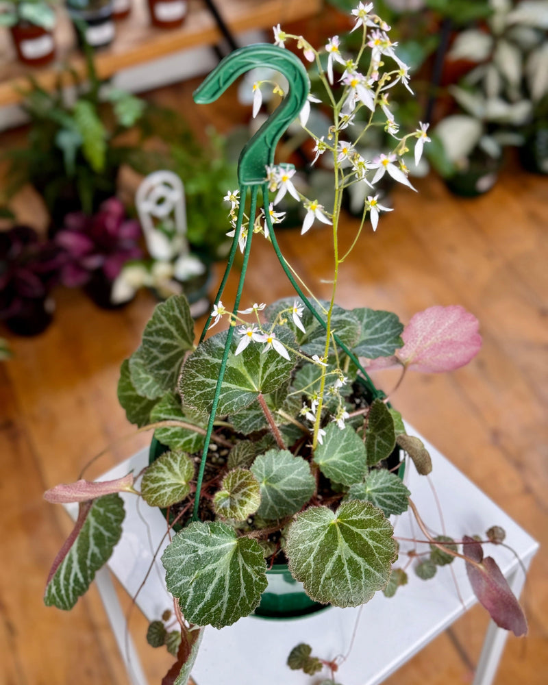 Saxifraga stolonifera (Strawberry Begonia) - Plant Daddy