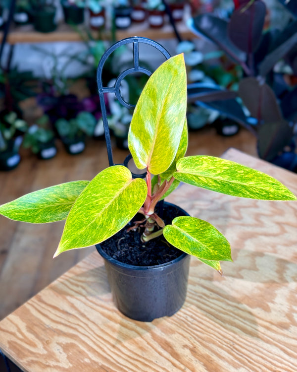 Philodendron ‘Painted Lady’