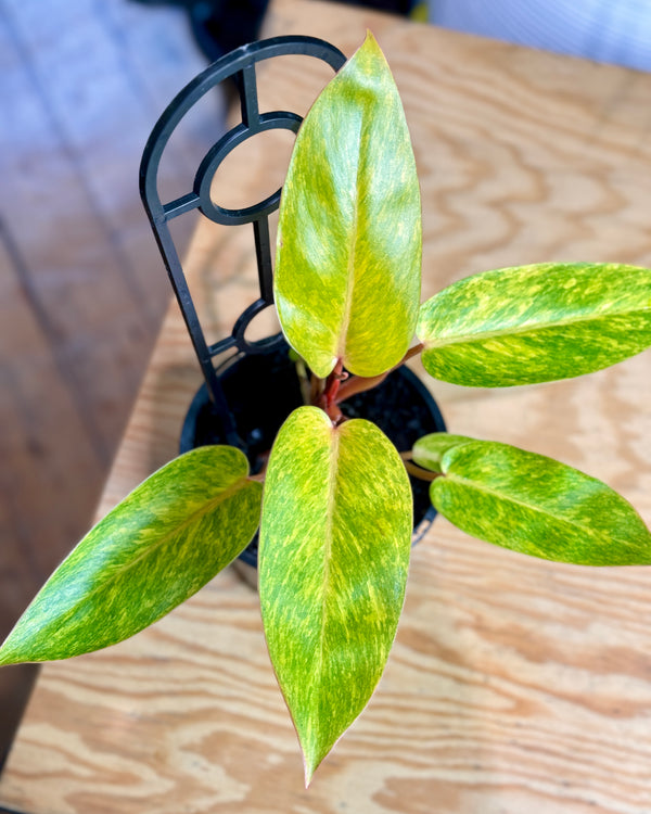 Philodendron ‘Painted Lady’