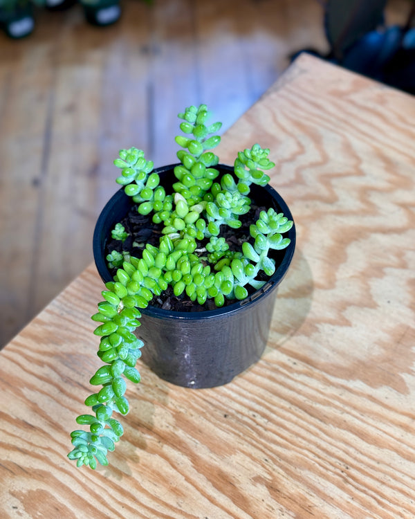 Sedum morganianum (Donkeys Tail)