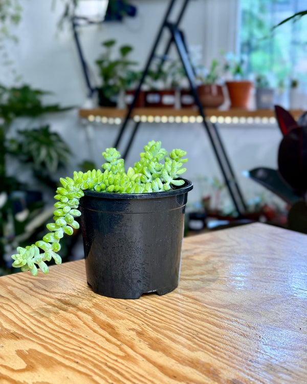 Sedum morganianum (Donkeys Tail)